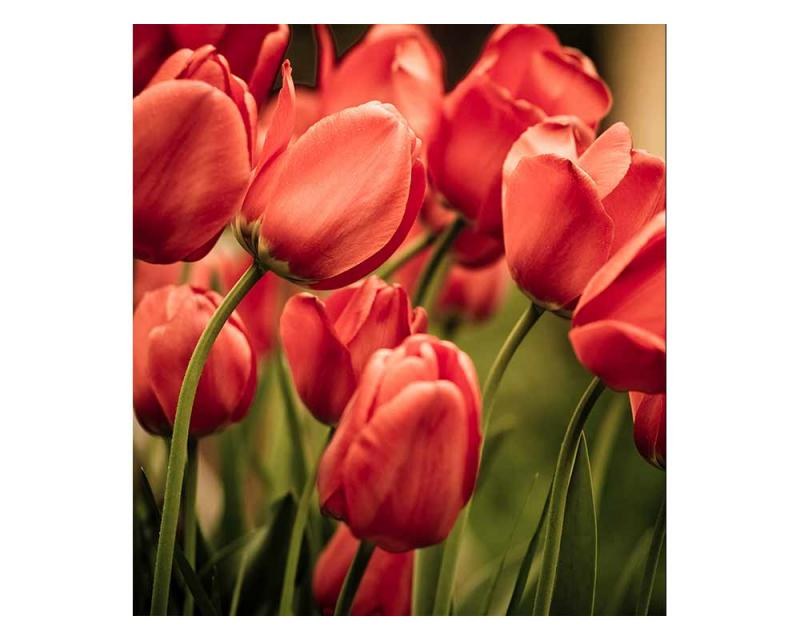 Fototapeta na zeď Červené tulipány | MS-3-0128 | 225x250 cm - Fototapety