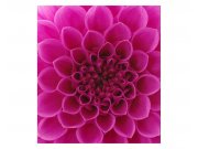 Fototapeta na zeď Růžová jiřina | MS-3-0132 | 225x250 cm Fototapety