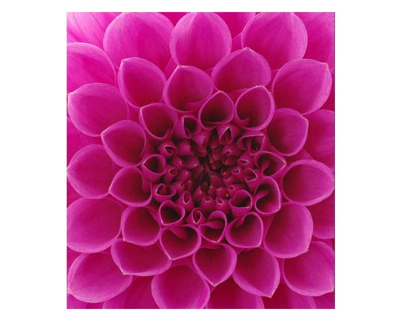 Fototapeta na zeď Růžová jiřina | MS-3-0132 | 225x250 cm - Fototapety