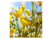 Fototapeta na zeď Žluté květiny | MS-3-0134 | 225x250 cm Fototapety