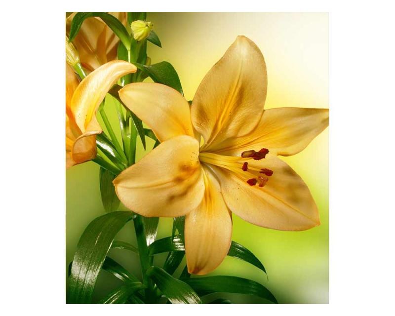 Fototapety - Fototapeta na zeď Lilie | MS-3-0139 | 225x250 cm Fototapeta na zeď Lilie | MS-3-0139 | 225x250 cm - Fototapety