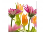 Fototapeta na zeď Jarní květiny | MS-3-0142 | 225x250 cm Fototapety