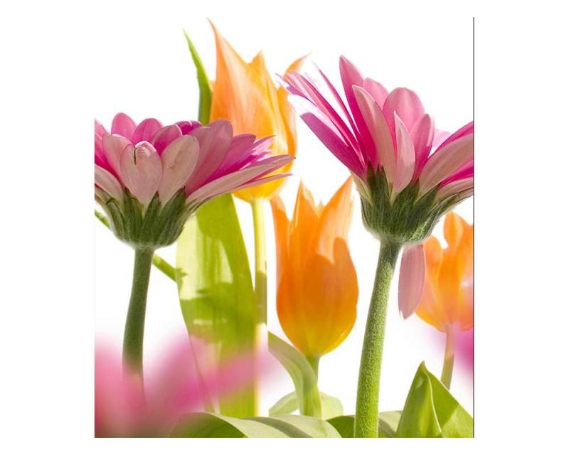 Fototapeta na zeď Jarní květiny | MS-3-0142 | 225x250 cm - Fototapety