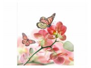 Fototapeta na zeď Motýli a orchideje | MS-3-0146 | 225x250 cm Fototapety