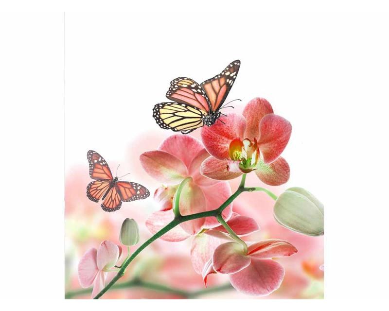 Fototapeta na zeď Motýli a orchideje | MS-3-0146 | 225x250 cm - Fototapety