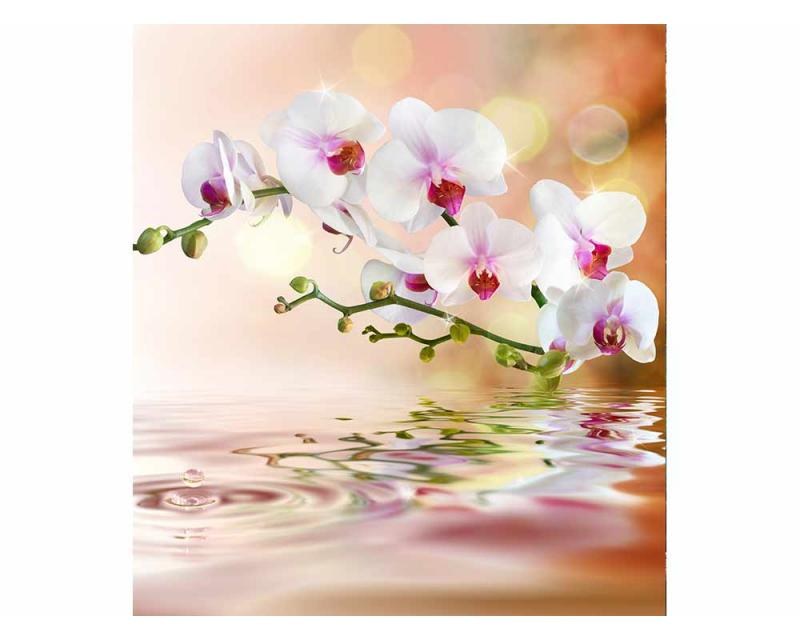 Fototapeta na zeď Bílá orchidej | MS-3-0147 | 225x250 cm - Fototapety