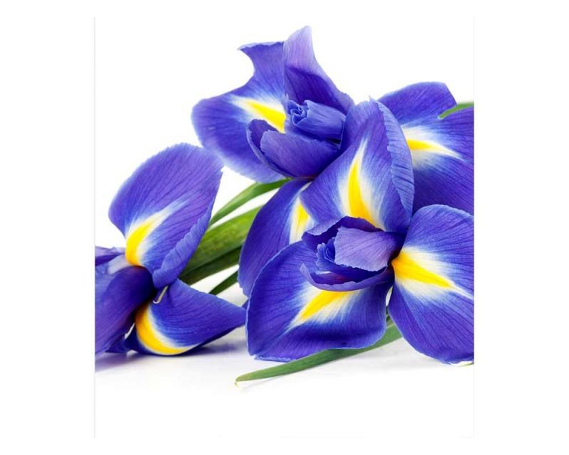 Fototapeta na zeď Kosatec | MS-3-0149 | 225x250 cm Fototapeta na zeď Kosatec | MS-3-0149 | 225x250 cm