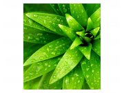 Fototapeta na zeď Čerstvé listy | MS-3-0153 | 225x250 cm Fototapety