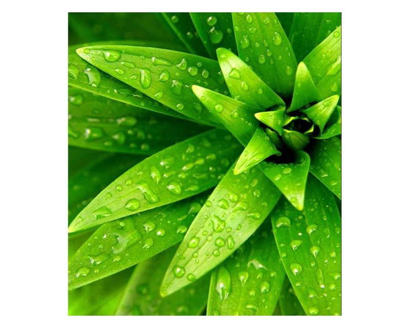 Fototapeta na zeď Čerstvé listy | MS-3-0153 | 225x250 cm - Fototapety