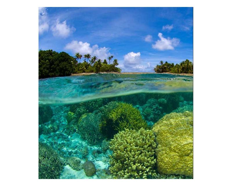 Fototapeta na zeď Korálový útes | MS-3-0200 | 225x250 cm - Fototapety
