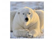 Fototapeta na zeď Lední medvěd | MS-3-0220 | 225x250 cm Fototapety