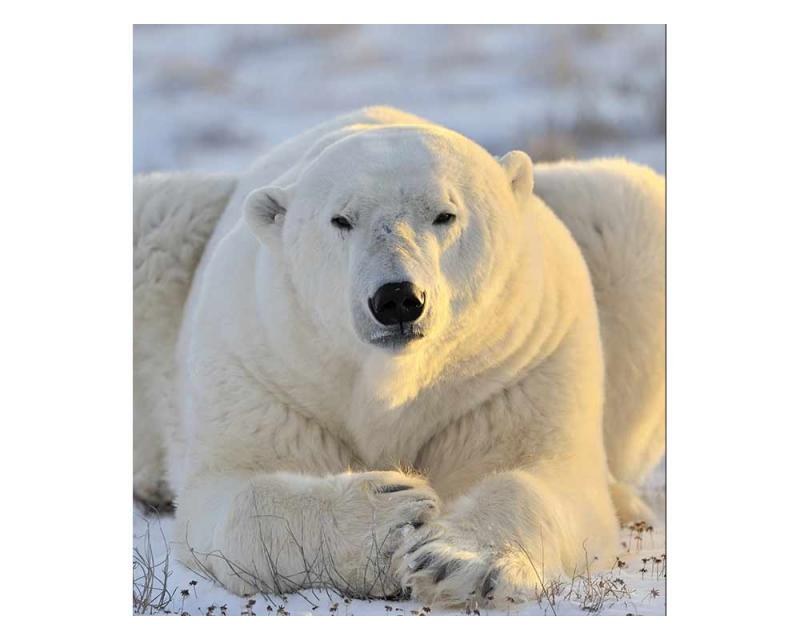 Fototapeta na zeď Lední medvěd | MS-3-0220 | 225x250 cm - Fototapety