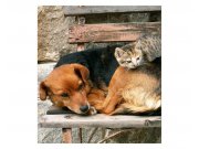Fototapeta na zeď Kočka a pes | MS-3-0221 | 225x250 cm Fototapety
