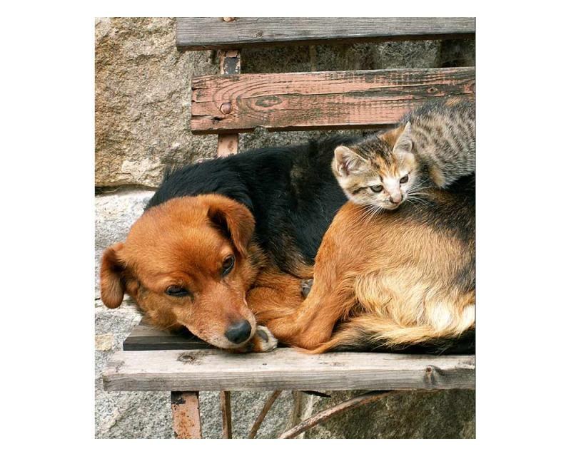Fototapeta na zeď Kočka a pes | MS-3-0221 | 225x250 cm - Fototapety