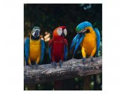 Fototapeta na zeď Barevní papoušci Ara | MS-3-0223 | 225x250 cm Fototapety