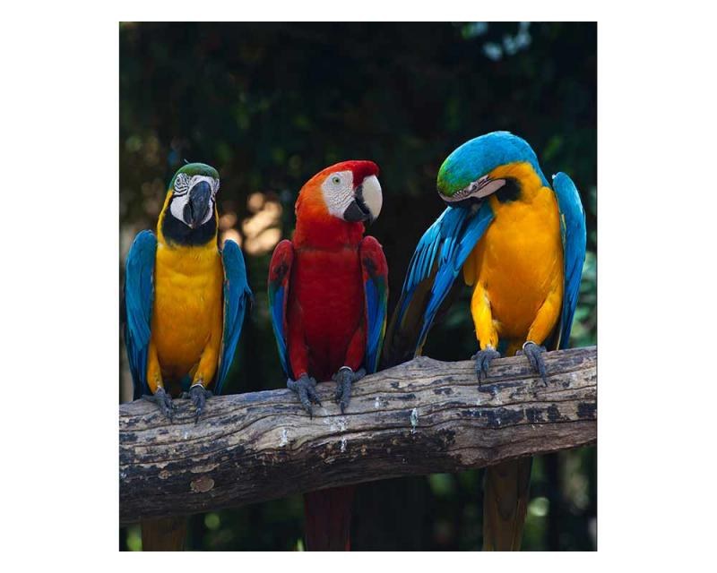 Fototapeta na zeď Barevní papoušci Ara | MS-3-0223 | 225x250 cm - Fototapety