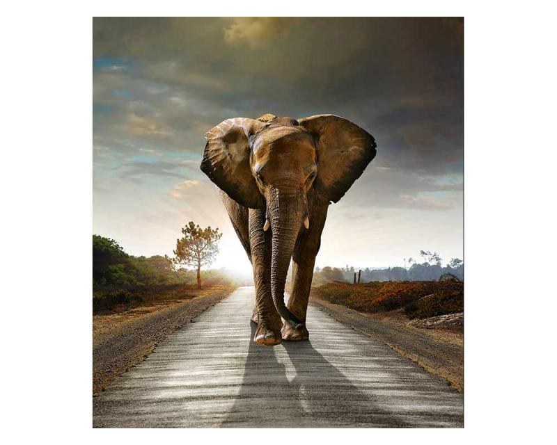 Fototapeta na zeď Kráčející slon | MS-3-0225 | 225x250 cm - Fototapety