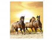 Fototapeta na zeď Koně při západu slunce | MS-3-0227 | 225x250 cm Fototapety