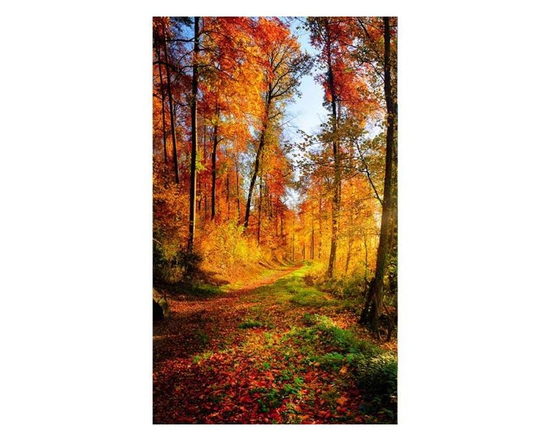 Fototapeta na zeď Procházka lesem | MS-2-0065 | 150x250 cm - Fototapety