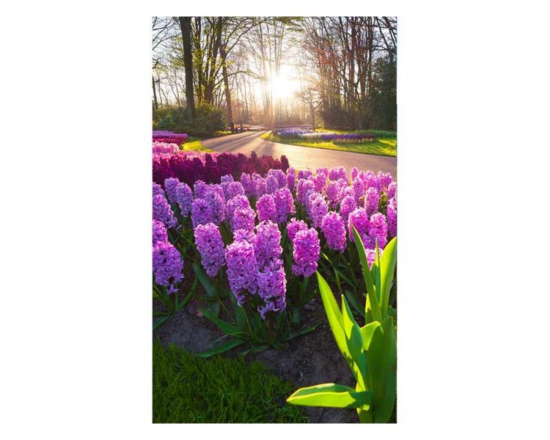 Fototapeta na zeď Květiny hyacintu | MS-2-0068 | 150x250 cm - Fototapety