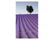 Fototapeta na zeď Levandulová pole | MS-2-0088 | 150x250 cm Fototapety