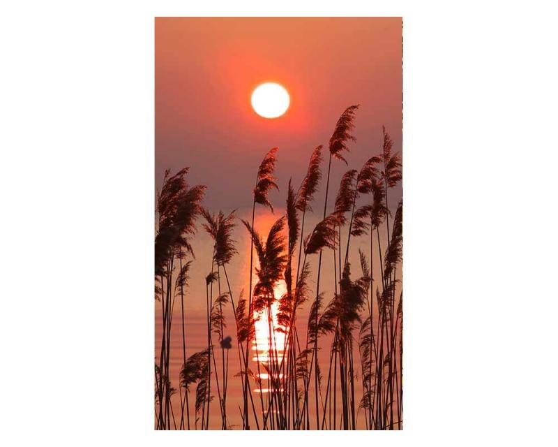 Fototapeta na zeď Rákos na jezeře | MS-2-0089 | 150x250 cm - Fototapety