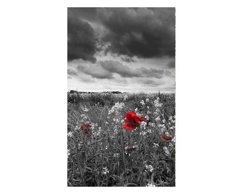 Fototapeta na zeď Černobílé vlčí máky | MS-2-0091 | 150x250 cm - Fototapety