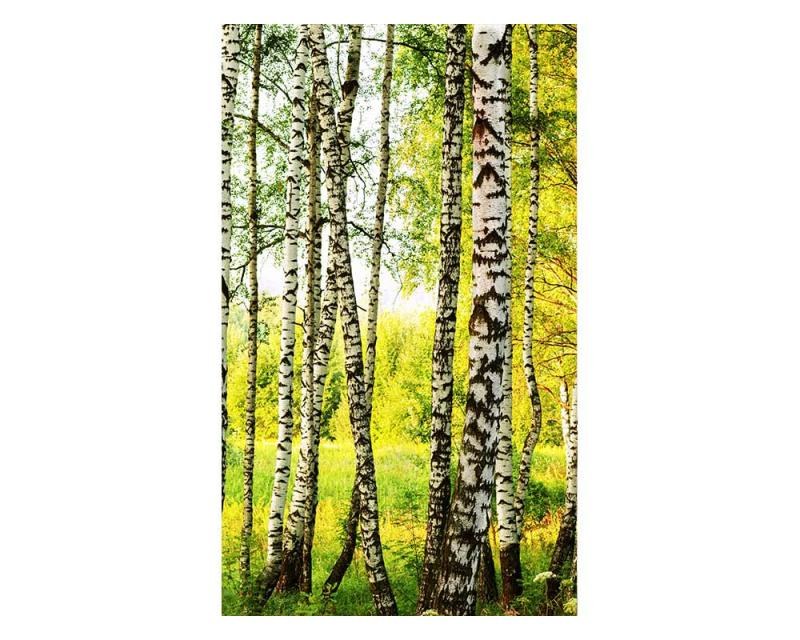 Fototapeta na zeď Březový les | MS-2-0094 | 150x250 cm - Fototapety