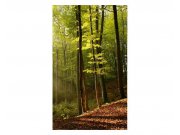 Fototapeta na zeď Les | MS-2-0098 | 150x250 cm Fototapety