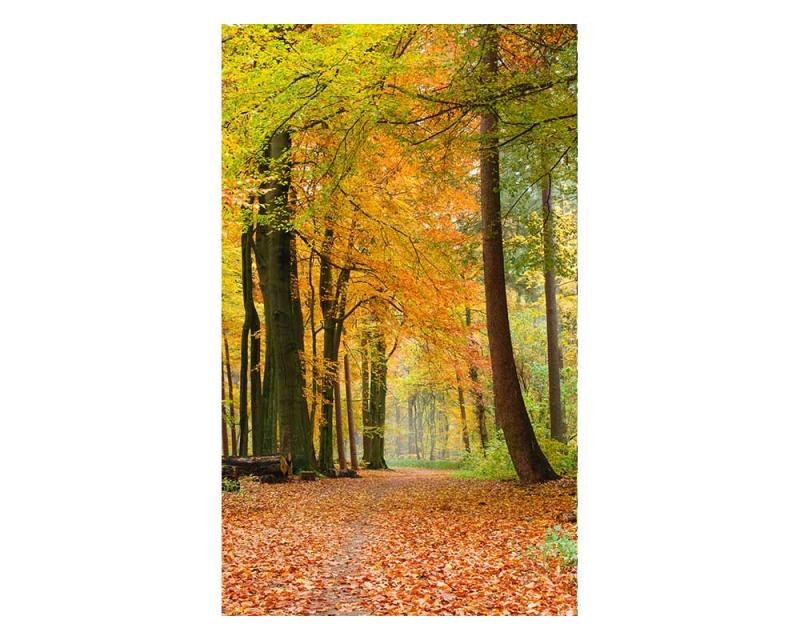 Fototapeta na zeď Podzimní les | MS-2-0099 | 150x250 cm - Fototapety