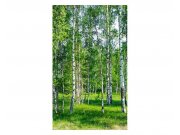 Fototapeta na zeď Březový háj | MS-2-0100 | 150x250 cm Fototapety