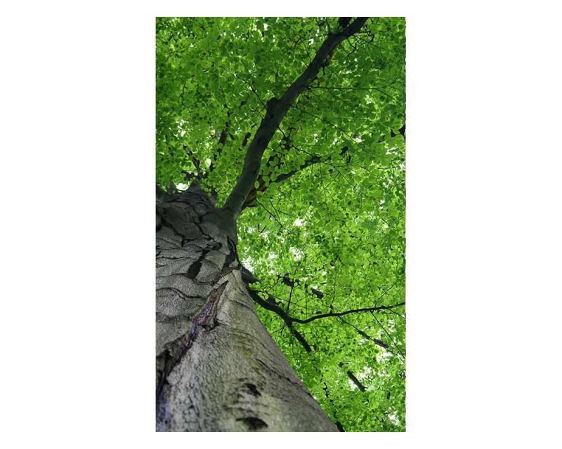 Fototapeta na zeď Koruna stromu | MS-2-0101 | 150x250 cm - Fototapety