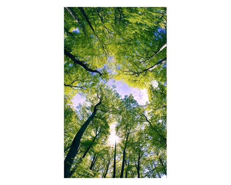 Fototapety - Fototapeta na zeď Stromy v oblacích | MS-2-0104 | 150x250 cm Fototapeta na zeď Stromy v oblacích | MS-2-0104 | 150x250 cm - Fototapety