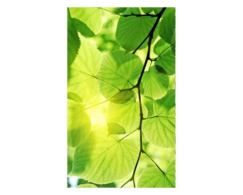 Fototapeta na zeď Zelené listy | MS-2-0107 | 150x250 cm