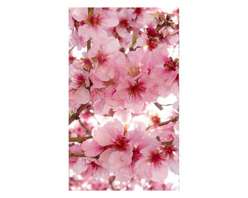 Fototapeta na zeď Květy jabloní | MS-2-0108 | 150x250 cm