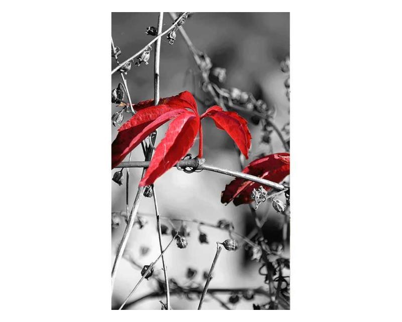 Fototapeta na zeď červené listí na černém pozadí | MS-2-0110 | 150x250 cm - Fototapety