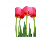 Fototapeta na zeď Tulipány | MS-2-0126 | 150x250 cm Fototapety