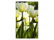 Fototapeta na zeď Bílé tulipány | MS-2-0127 | 150x250 cm Fototapety