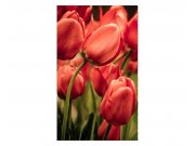 Fototapeta na zeď Červené tulipány | MS-2-0128 | 150x250 cm Fototapety