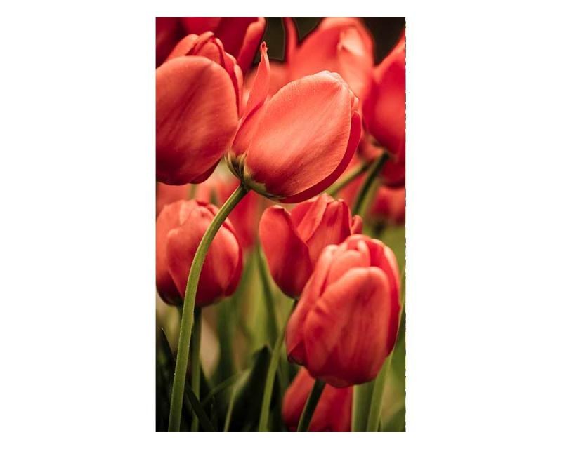 Fototapety - Fototapeta na zeď Červené tulipány | MS-2-0128 | 150x250 cm Fototapeta na zeď Červené tulipány | MS-2-0128 | 150x250 cm - Fototapety