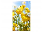 Fototapeta na zeď Žluté květiny | MS-2-0134 | 150x250 cm Fototapety