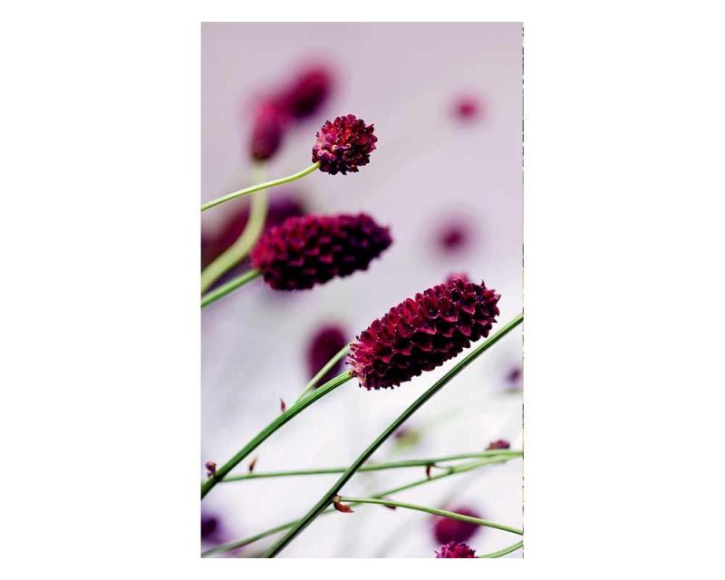 Fototapety - Fototapeta na zeď Fialová květina | MS-2-0141 | 150x250 cm Fototapeta na zeď Fialová květina | MS-2-0141 | 150x250 cm - Fototapety