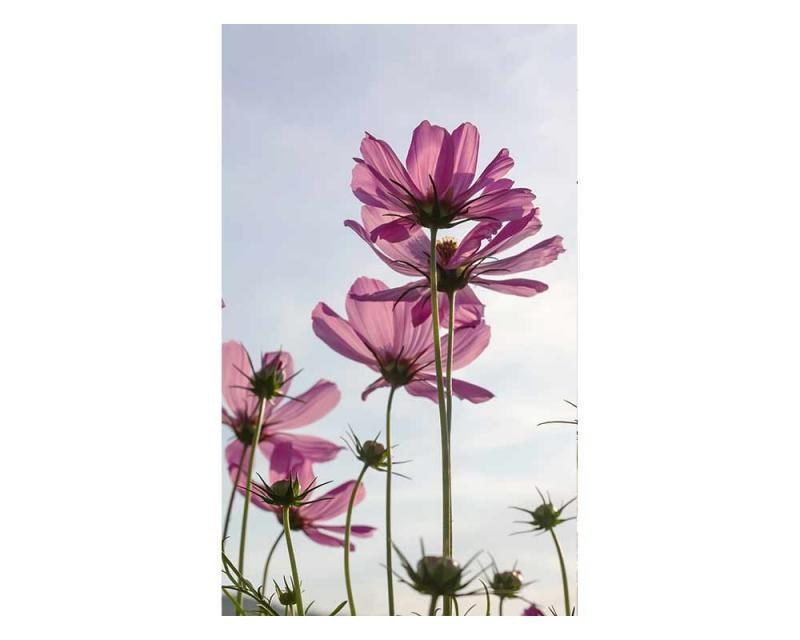 Fototapeta na zeď Květiny | MS-2-0145 | 150x250 cm