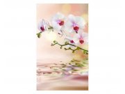 Fototapeta na zeď Bílá orchidej | MS-2-0147 | 150x250 cm Fototapety