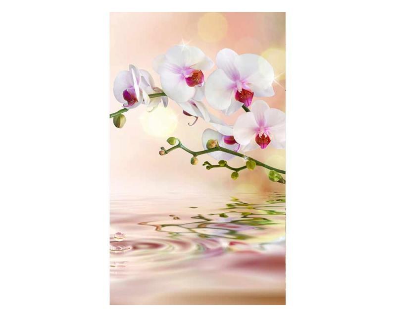 Fototapeta na zeď Bílá orchidej | MS-2-0147 | 150x250 cm - Fototapety