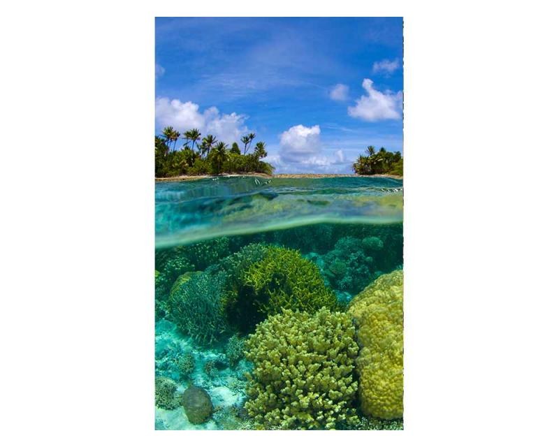 Fototapeta na zeď Korálový útes | MS-2-0200 | 150x250 cm - Fototapety