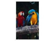 Fototapeta na zeď Barevní papoušci Ara | MS-2-0223 | 150x250 cm Fototapety