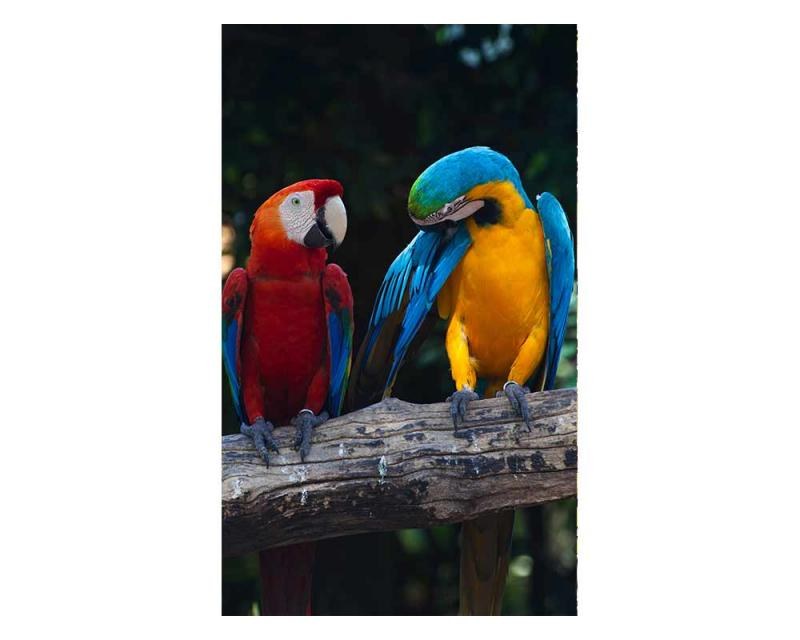 Fototapeta na zeď Barevní papoušci Ara | MS-2-0223 | 150x250 cm - Fototapety