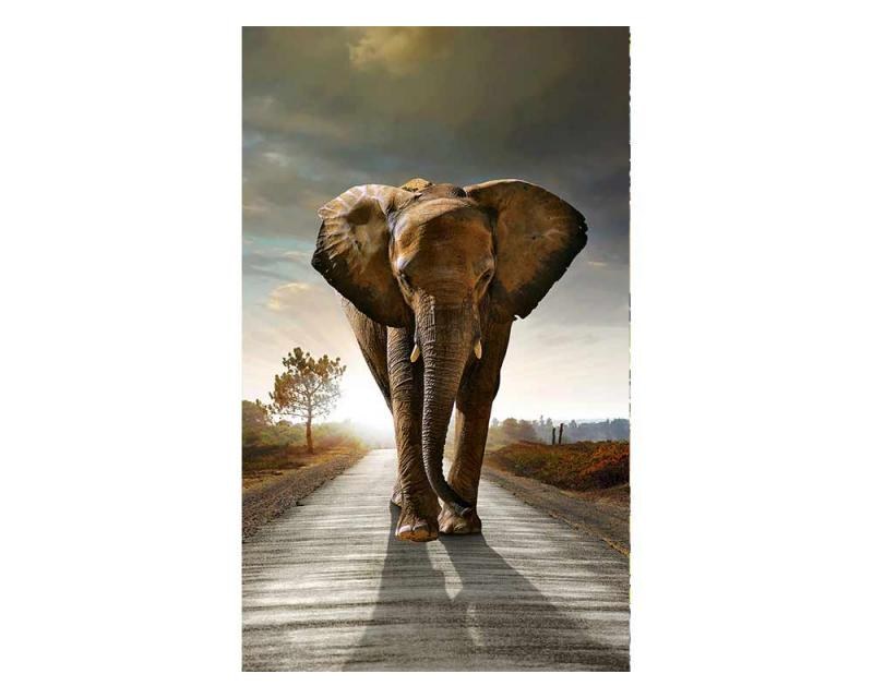 Fototapeta na zeď Kráčející slon | MS-2-0225 | 150x250 cm - Fototapety