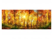 Panoramatická Fototapeta na zeď Slunečný les | MP-2-0067 | 375x150 cm Fototapety